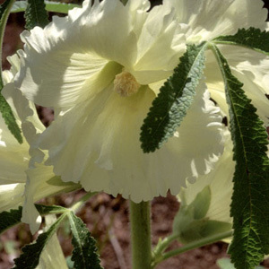 Alcea Ficifolia 'Yellow' Seeds