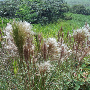 West Indian Foxtail Grass Seeds Andropogon bicornis