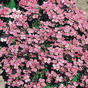 Arabis Compinkie Seeds