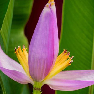 Musa Ornata 'Purple' Seeds
