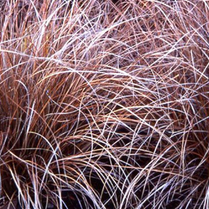 Carex 'Coman's Bronze' Seeds
