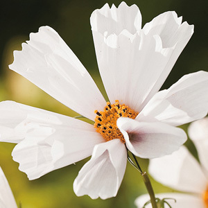 Cosmos Bipinnatus Hummingbird White Seeds
