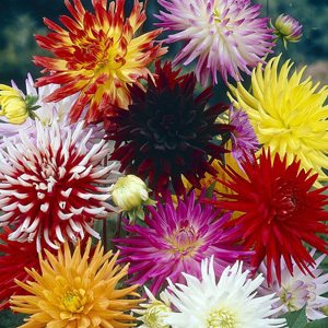 Dahlia Cactus Hybrids Seeds