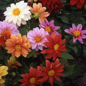 Dahlia Early Bird Mixed Seeds