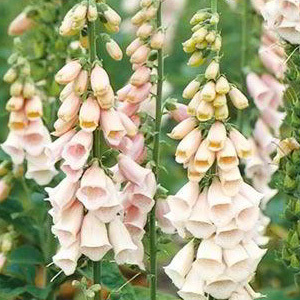 Digitalis Purpurea 'Apricot' Seeds