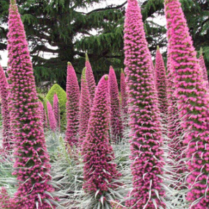 Echium 'Pink Fountain' Seeds