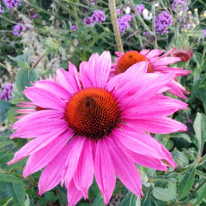 Echinacea Primadonna 'Deep Rose Pink' Seeds