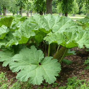 Gunnera Manicata Seeds