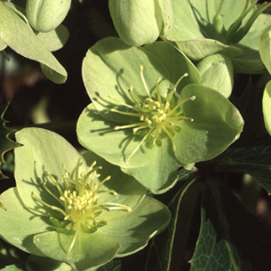 Helleborus Argutifolius Seeds