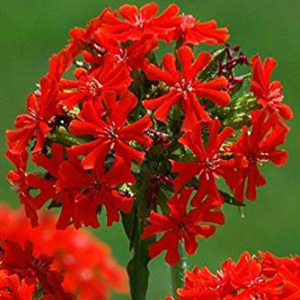 Lychnis Chalcedonica Seeds