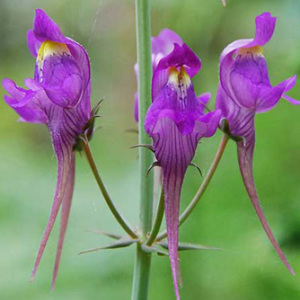 Linaria Triornithophora Seeds