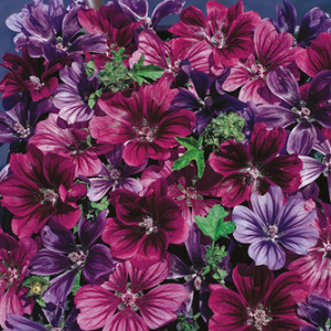Malva Sylvestris 'Mystic Merlin' Seeds