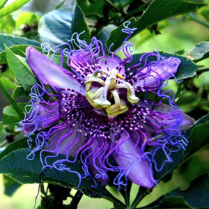 Passiflora Edulis Seeds Passion Fruit Flower