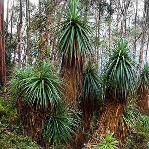 Richea Pandanifolia Seeds