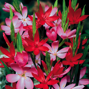 Schizostylis Mixed Colours Seeds