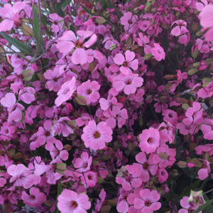 Saponaria Vaccaria Pink Seeds