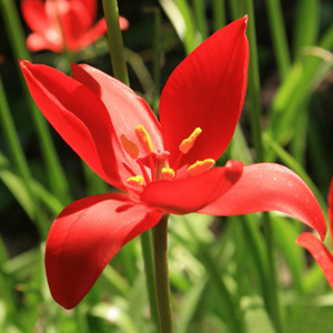 Tulipa Sprengeri Seeds