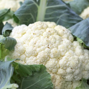 Cauliflower 'All Year Round' Seeds