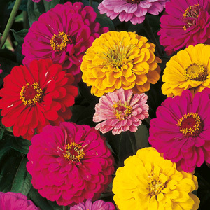 Zinnia Dahlia Flowered Mix Seeds
