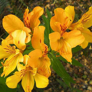 Peruvian Lily Alstroemeria Aurantiaca Seeds Pictorial Packet