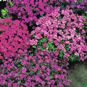 Aubrieta x Cultorum 'Aubrieta Mixed' Seeds