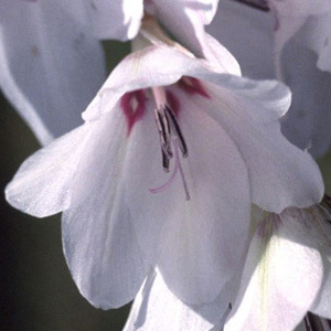Dierama Pulcherrimum 'Snowbells' Seeds