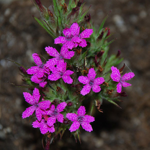 Dianthus Giganteus Seeds