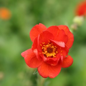 Geum Mrs J. Bradshaw Seeds