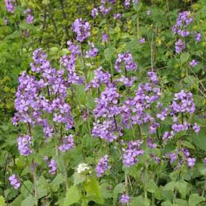 Lunaria Annua 'Honesty' Mixed Seeds