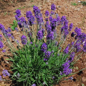 Lavandula Spicata 'Muffet's Children' Seeds
