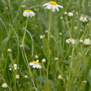Corn Chamomile Seeds