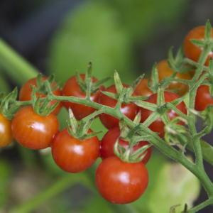 Wild Currant Tomato Solanum Pimpinellifolium