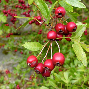 Hawthorn Bush Crataegus ssp. Mix Seeds