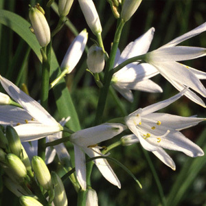 Anthericum Liliago 'St Bernard's Lily' Seeds