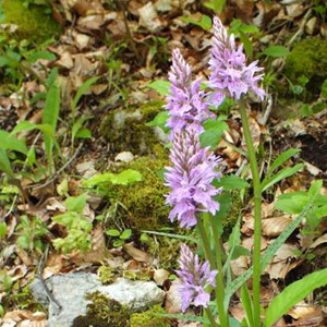 Dactylorhiza Fuchsii 'Common Spotted Orchid' Seeds
