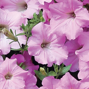 Petunia Grandiflora Diamond Mixed Pelleted Seeds
