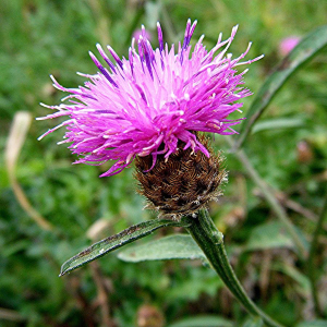 Common Knapweed Perennial Seeds