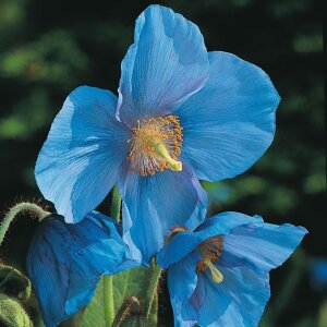Giant Blue Poppy Seeds Meconopsis Grandis