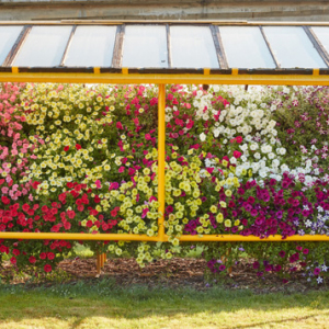Petunia Avalanche F1 Mixed Pelleted Seeds