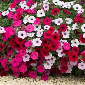 Petunia Tidal Wave Mixed Pelleted Seeds