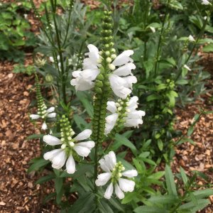 Physostegia Virginiana 'Crown Of Snow' Seeds
