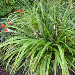 Bush Lily 'Kakaha' Seeds