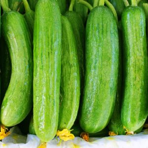 Cucumber 'Beit Alpha' Seeds F1