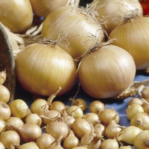 Onion Sturon Sets Grade; 14-21mm Free postage