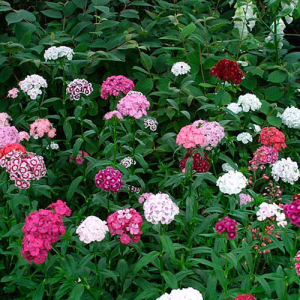Sweet William Tall Single Mix Seeds
