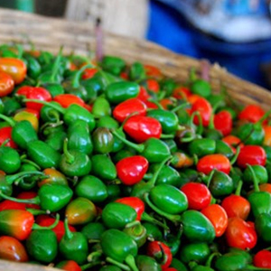 Capsicum sp. Bhutan Cherry Chilli Fireball Dalle Khursani Seeds