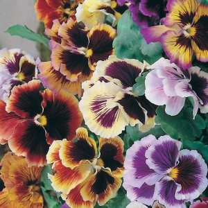 Pansy Rococo Frilled Mix Viola Wittrockiana Seeds