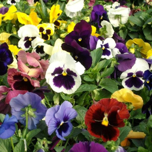 Pansy Swiss Giants Mixed Viola Wittrockiana Seeds Perennial