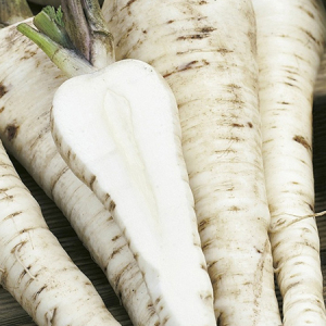 Parsnip F1 Palace Primed & Graded Seeds Wakil XL Treated Resistant to Canker Parsnips
