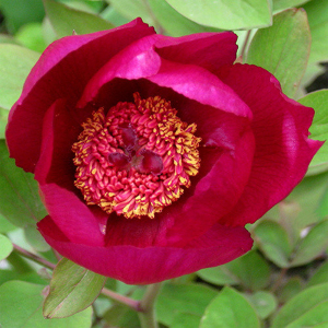 Paeonia Mascula syn. Paeonia Corallina Seeds Hardy Perennial